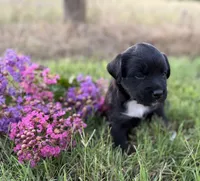 Chis, a female Border Collie for sale in Dublin, GA – 2 of 3