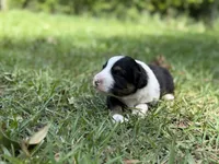 Delight, a female Australian Shepherd and Border Collie for sale in Dublin, GA – 2 of 6