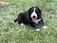 Rose, a female Australian Shepherd and Border Collie for sale in Dublin, GA – 6 of 7
