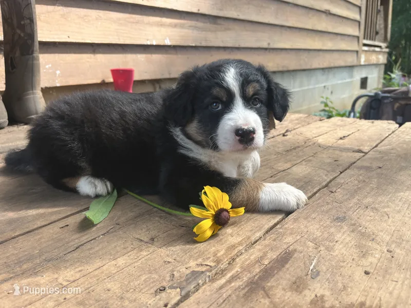 Summer – Australian Shepherd, Border Collie puppy for sale in Dublin, GA