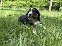 Arrow , a female Australian Shepherd and Border Collie for sale in Dublin, GA – 6 of 7