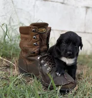 Rider, a male Border Collie for sale in Dublin, GA – 5 of 6
