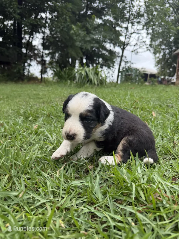 Spot – Australian Shepherd, Border Collie puppy for sale in Dublin, GA