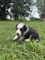 Spot, a female Australian Shepherd and Border Collie for sale in Dublin, GA – 1 of 7