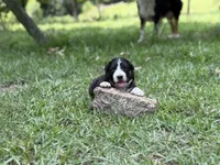 Rose, a female Australian Shepherd and Border Collie for sale in Dublin, GA – 7 of 7