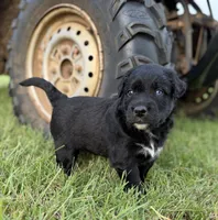 Toby, a male Border Collie for sale in Dublin, GA – 2 of 5
