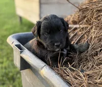 Chad, a male Border Collie for sale in Dublin, GA – 5 of 7