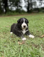 Rose, a female Australian Shepherd and Border Collie for sale in Dublin, GA – 2 of 7