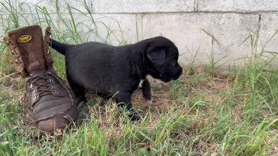 Rider, a male Border Collie for sale in Dublin, GA – 6 of 6