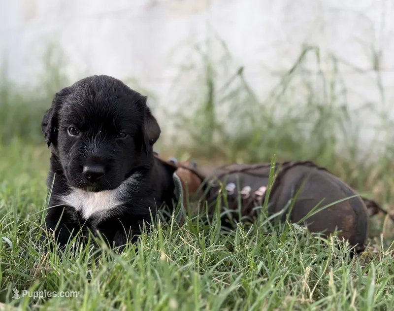 Rider – Border Collie puppy for sale in Dublin, GA