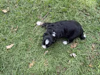 Arrow , a female Australian Shepherd and Border Collie for sale in Dublin, GA – 7 of 7