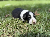 Delight, a female Australian Shepherd and Border Collie for sale in Dublin, GA – 3 of 6