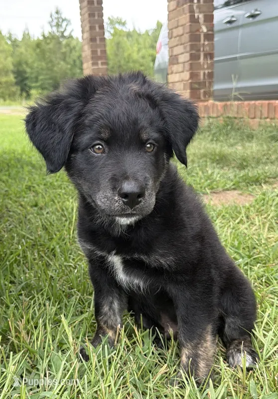 Chad – Border Collie puppy for sale in Dublin, GA