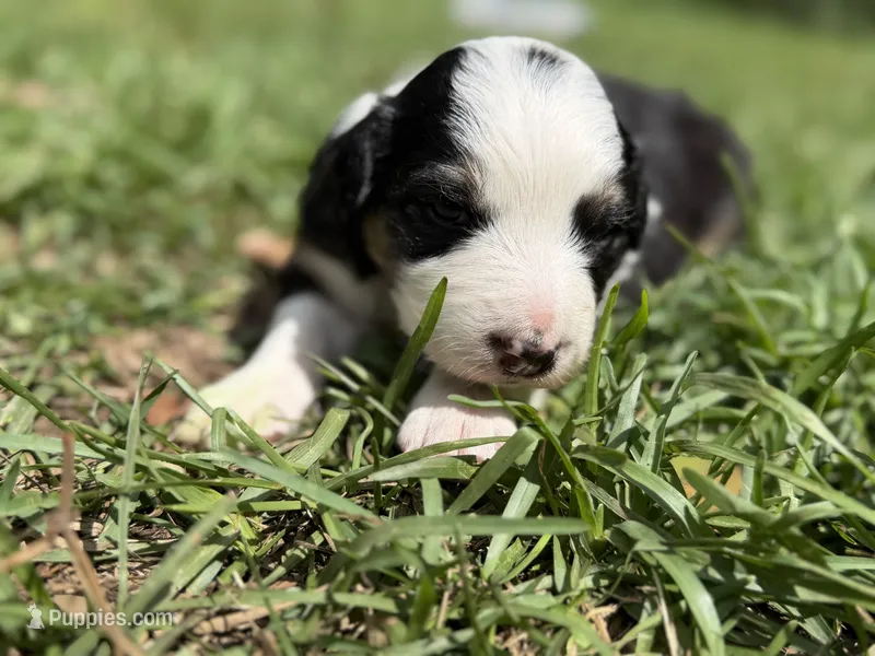 Spot – Australian Shepherd, Border Collie puppy for sale in Dublin, GA