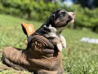 Arrow , a female Australian Shepherd and Border Collie for sale in Dublin, GA – 2 of 7