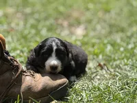 Rose, a female Australian Shepherd and Border Collie for sale in Dublin, GA – 4 of 7