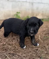 Daisy , a female Border Collie for sale in Dublin, GA – 2 of 5