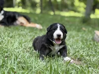 Rose, a female Australian Shepherd and Border Collie for sale in Dublin, GA – 2 of 7