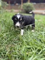 Arrow , a female Australian Shepherd and Border Collie for sale in Dublin, GA – 4 of 7