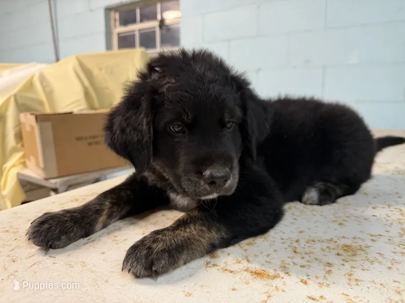 Chad – Border Collie puppy for sale in Dublin, GA