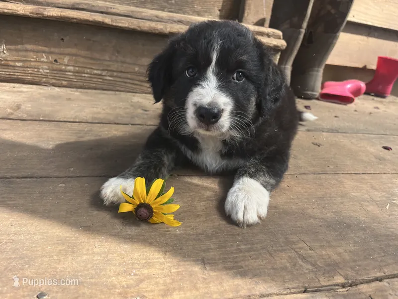 Rose – Australian Shepherd, Border Collie puppy for sale in Dublin, GA