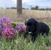 Chis, a female Border Collie for sale in Dublin, GA – 3 of 3