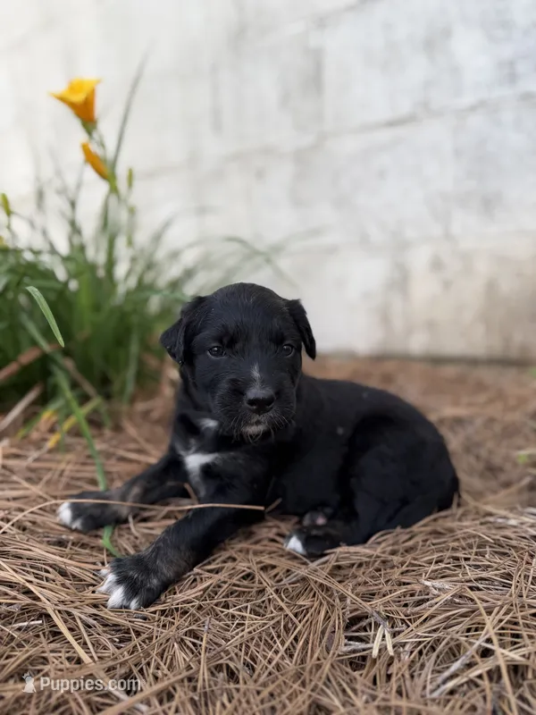 Daisy  – Border Collie puppy for sale in Dublin, GA