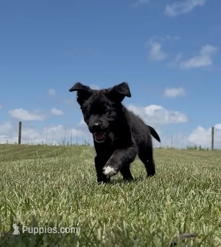 Tristin – Border Collie puppy for sale in Dublin, GA