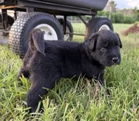 Chad, a male Border Collie for sale in Dublin, GA – 6 of 7