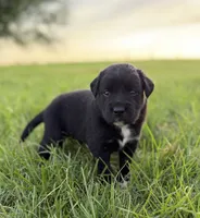 Tristin, a male Border Collie for sale in Dublin, GA – 2 of 7