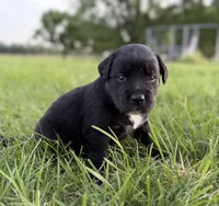 Tristin, a male Border Collie for sale in Dublin, GA – 4 of 7