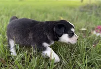 Jenica, a female Border Collie for sale in Dublin, GA – 2 of 5