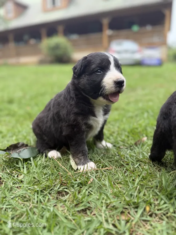 Rose – Australian Shepherd, Border Collie puppy for sale in Dublin, GA