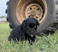 Toby, a male Border Collie for sale in Dublin, GA – 3 of 5