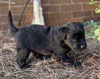 Quinton, a male Border Collie for sale in Dublin, GA – 3 of 5