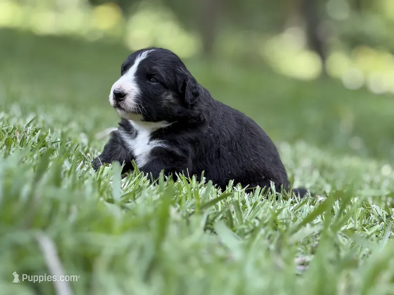 Rose – Australian Shepherd, Border Collie puppy for sale in Dublin, GA