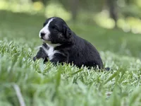 Rose, a female Australian Shepherd and Border Collie for sale in Dublin, GA – 1 of 7