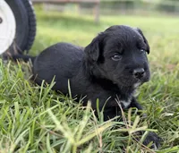 Chad, a male Border Collie for sale in Dublin, GA – 2 of 7