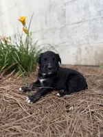 Daisy , a female Border Collie for sale in Dublin, GA – 4 of 5