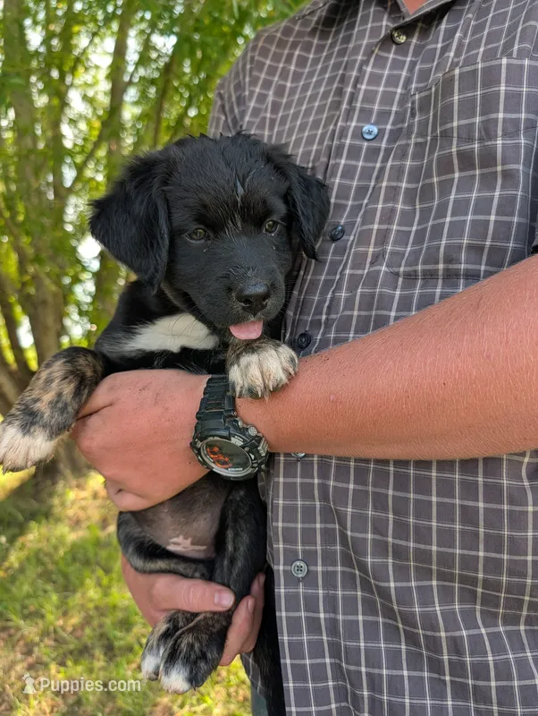 Chris – Border Collie puppy for sale in Dublin, GA