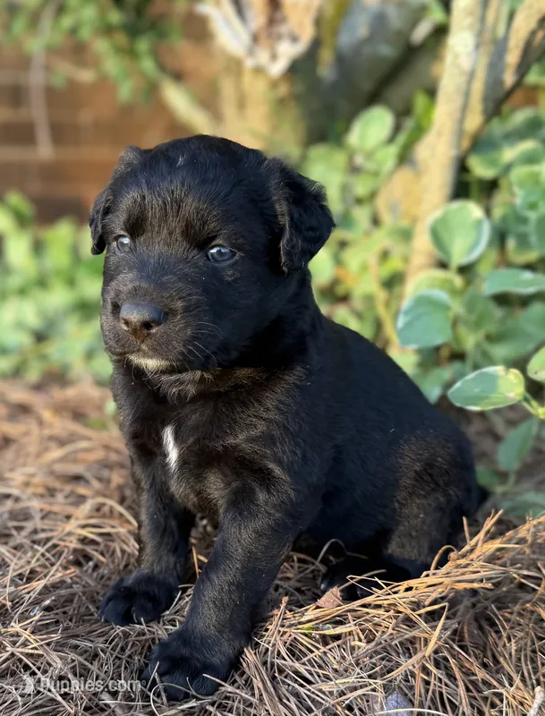 Quinton – Border Collie puppy for sale in Dublin, GA
