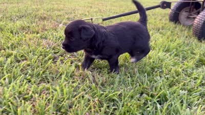 Chad, a male Border Collie for sale in Dublin, GA – 7 of 7