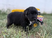 Tristin, a male Border Collie for sale in Dublin, GA – 5 of 7