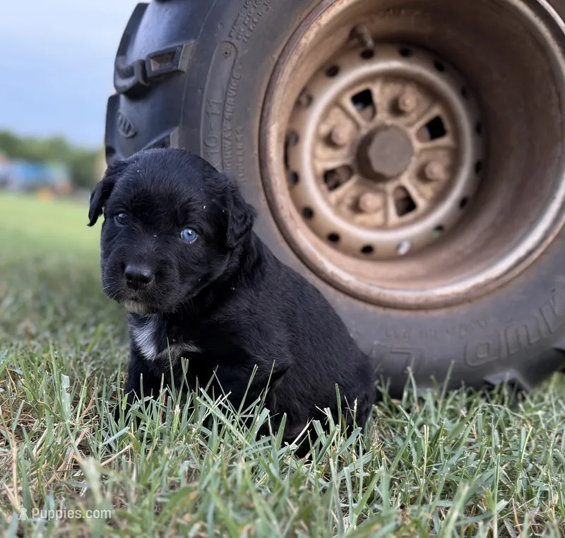 Toby – Border Collie puppy for sale in Dublin, GA