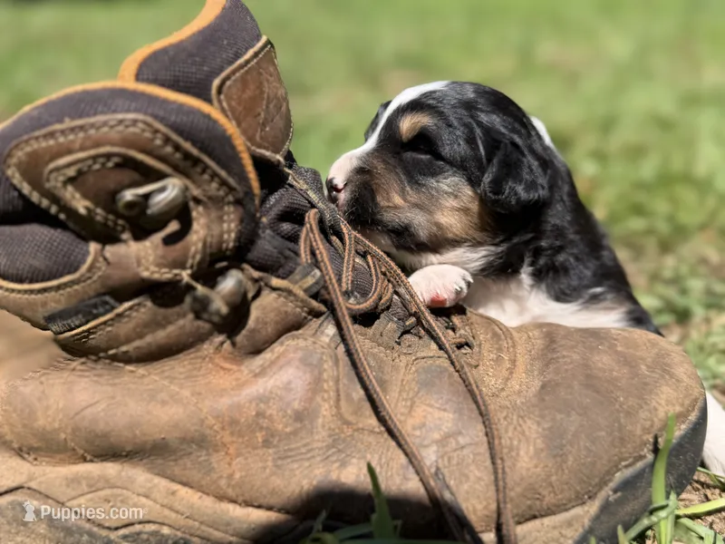 Arrow  – Australian Shepherd, Border Collie puppy for sale in Dublin, GA