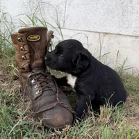 Rider, a male Border Collie for sale in Dublin, GA – 4 of 6