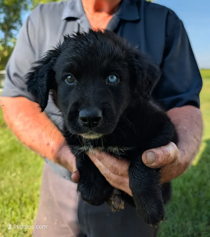Toby – Border Collie puppy for sale in Dublin, GA