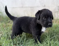 Rider, a male Border Collie for sale in Dublin, GA – 2 of 6