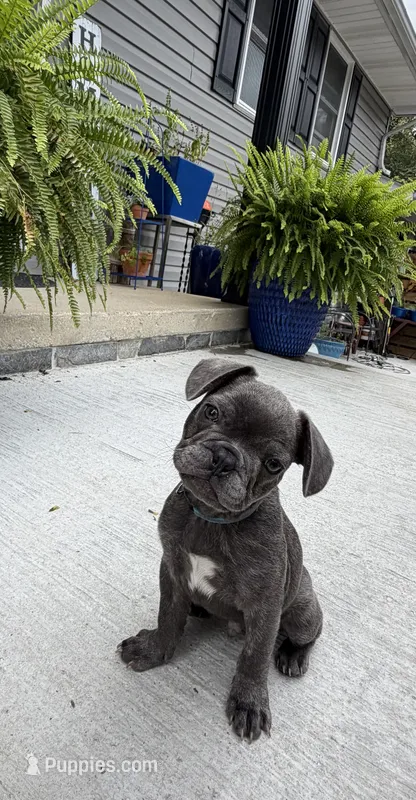 AKC Bluey – French Bulldog puppy for sale in Solomons, MD