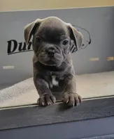 Bluey, a male French Bulldog for sale in Solomons, MD – 2 of 2